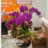 世貿展覽蝴蝶蘭桌上型 01