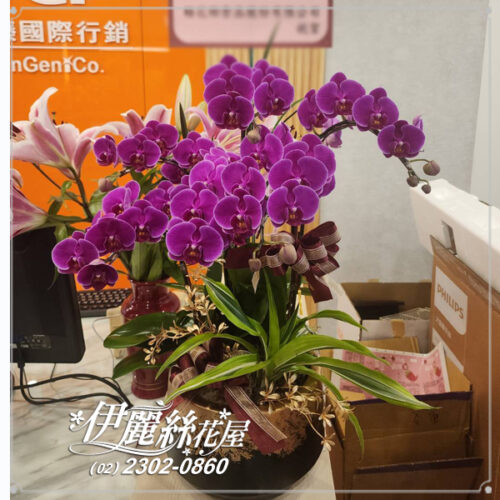 世貿展覽蝴蝶蘭桌上型 01