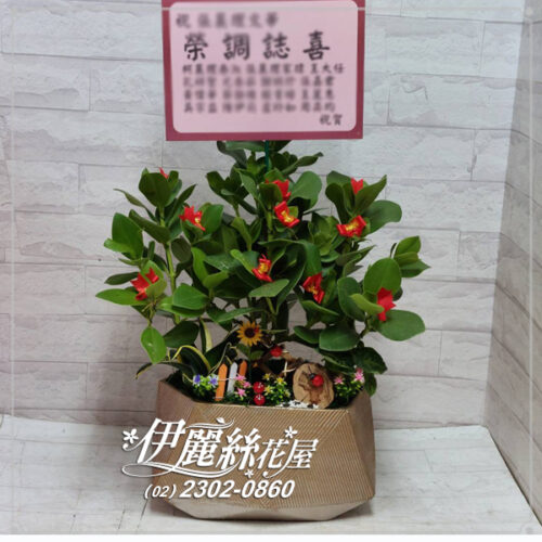 世貿展覽桌上型盆栽桌上型01