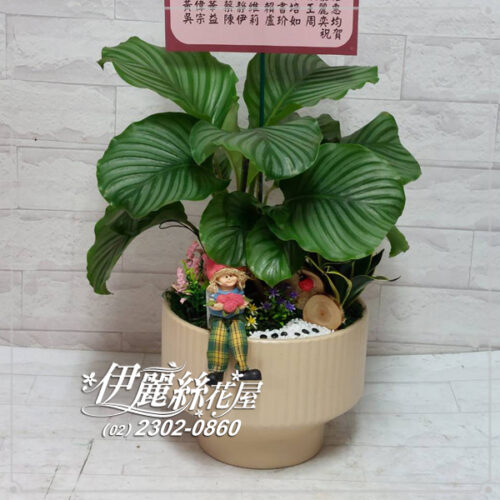 世貿展覽桌上型盆栽桌上型02