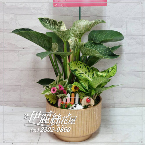 世貿展覽桌上型盆栽桌上型03