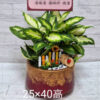 世貿展覽桌上型盆栽桌上型05