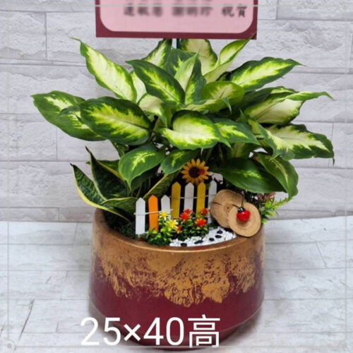世貿展覽桌上型盆栽桌上型05