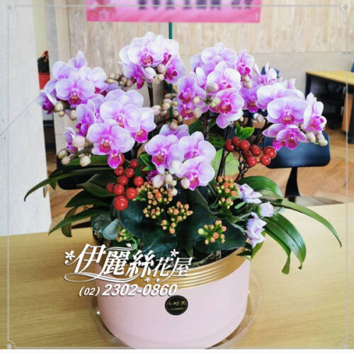 世貿展覽蝴蝶蘭桌上型02