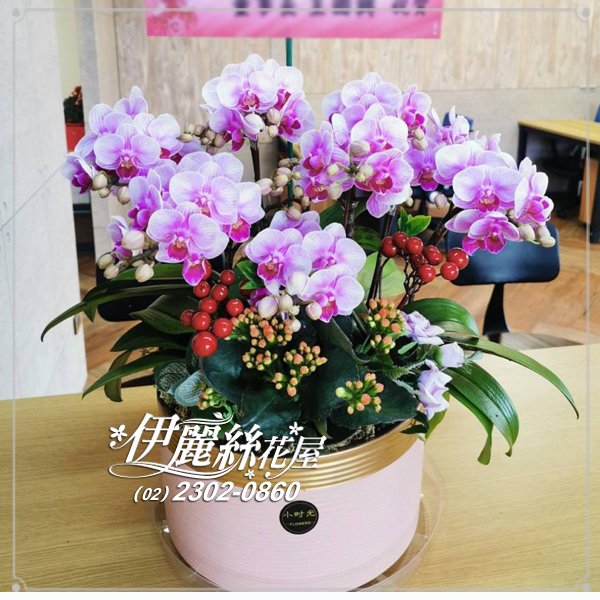 桌上型蘭花2 世貿展覽蝴蝶蘭桌上型02