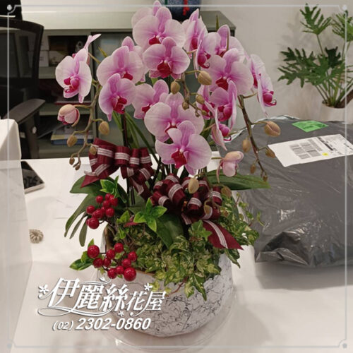 世貿展覽蝴蝶蘭桌上型03