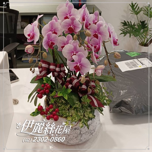 世貿展覽蝴蝶蘭桌上型03
