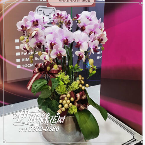 世貿展覽蝴蝶蘭桌上型06