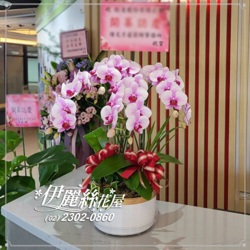 台北世貿展覽蝴蝶蘭桌上型07