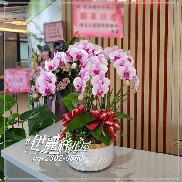 台北世貿展覽蝴蝶蘭桌上型07