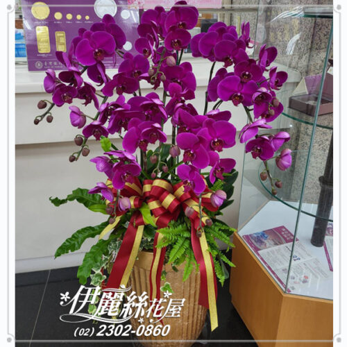 台北世貿展覽蝴蝶蘭11