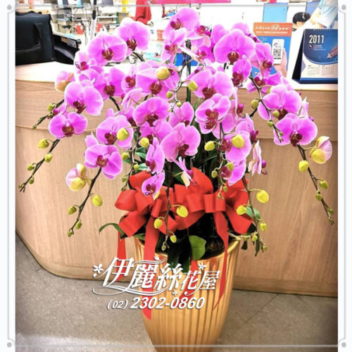 台北世貿展覽蝴蝶蘭15