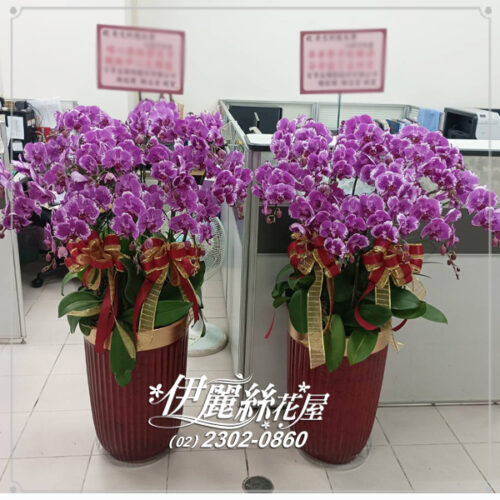 台北世貿展覽蝴蝶蘭16
