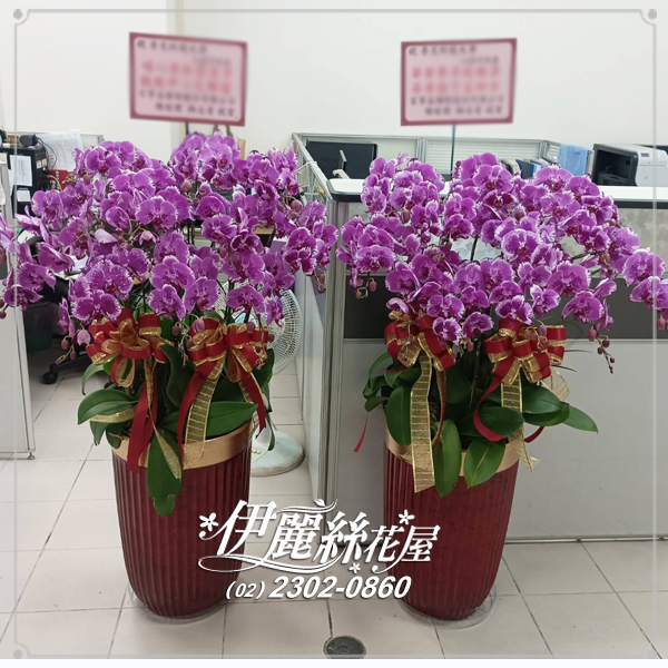 台北世貿展覽蝴蝶蘭16