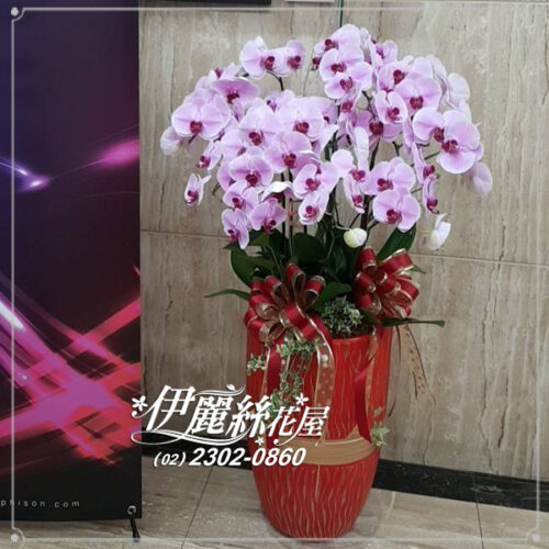 台北世貿展覽蝴蝶蘭17