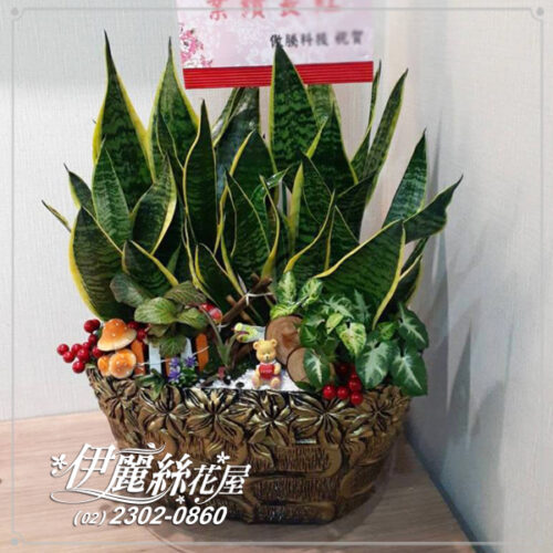 台北市花店 桌上型盆栽10