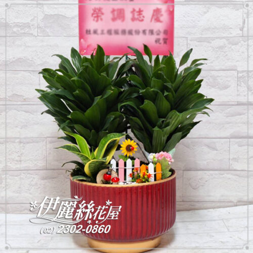 世貿展覽桌上型盆栽桌上型07