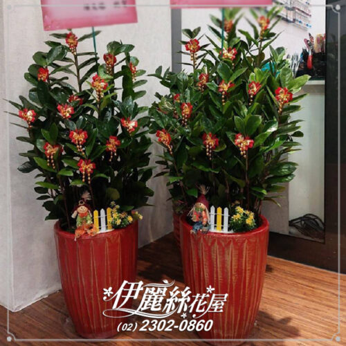 金錢樹盆栽08 （1個）