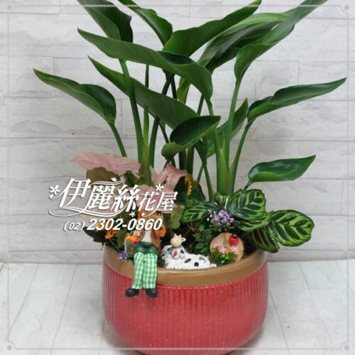 台北市花店 桌上型盆栽09