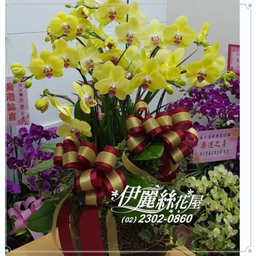 台北世貿展覽蝴蝶蘭桌上型10