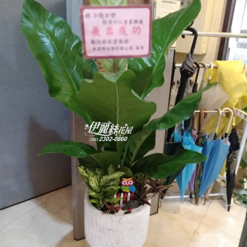大型盆栽02
