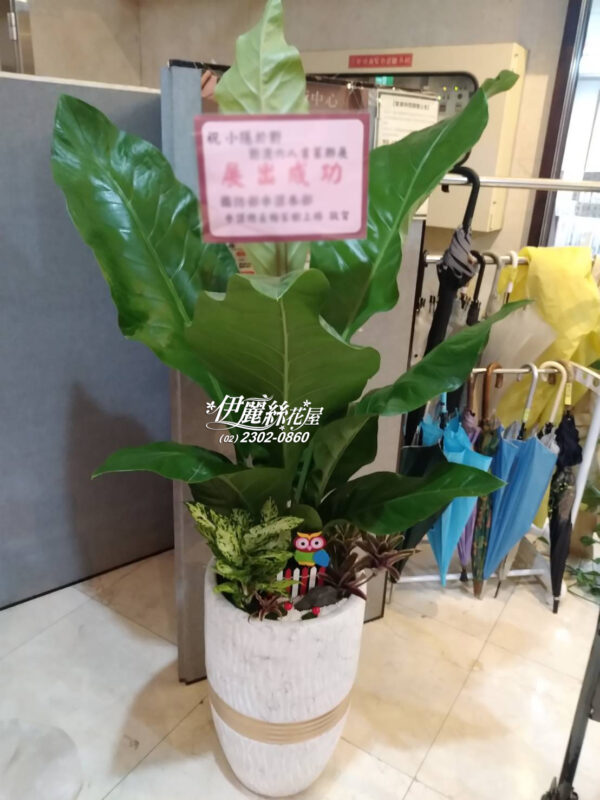 大樹02-3800-2 大型盆栽02