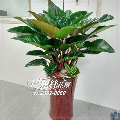 大型盆栽05