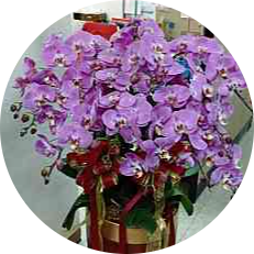 喜慶蘭花