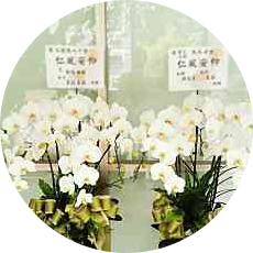 追思蝴蝶蘭