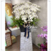 伊麗追思蘭花02 2