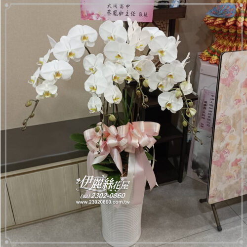 伊麗追思蘭花07 1
