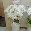 伊麗追思蘭花5 1